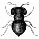 Baeus achaearaneus vector image