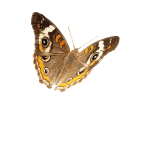 Buckeye butterfly vector image