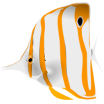 Butterfly fish