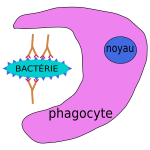 phagocytose
