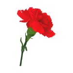 Carnation vector image