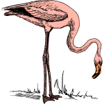 flamingo