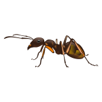 ant