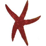 Sea Star