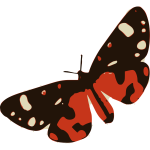 Colorful butterfly-1626389572
