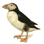 Puffin