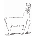 llama