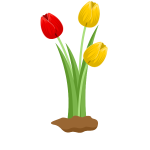 Tulip flowers