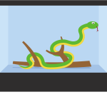 Snake in terrarium