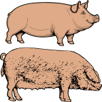 Two pigs