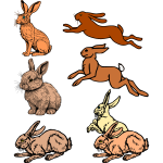 Seven rabbits