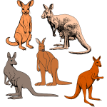 Seven kangaroos