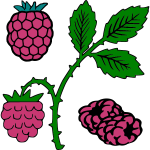 My collection of raspberry drawings