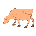 A cow with big hooves