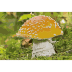 Fly agaric