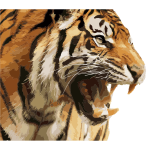 Angry Tiger