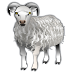 Sheep