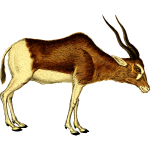 Antelope vector illustration