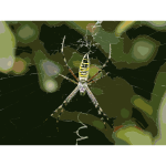 Argiope bruennichi QXGA 2016121833