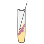 Bacterial Culture Tube