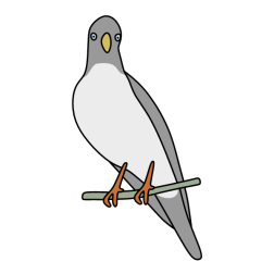 Bird 49