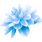 BlueFlower