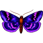 Butterfly29
