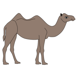 Camel 6