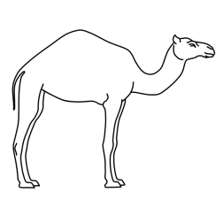 Camel 8