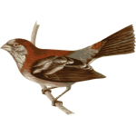 Carpodacus_trifasciatus