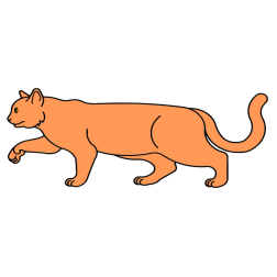 Cat 13