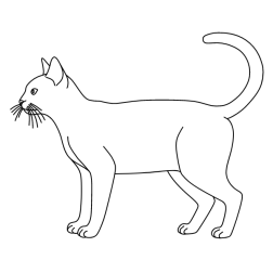 Cat 18