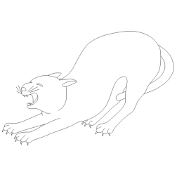 Cat 19