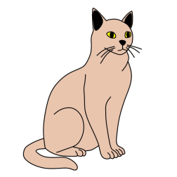 Cat 8
