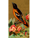 Baltimore oriole