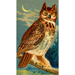 Horned Owl