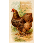 Partridge Cochin Hen