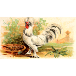 Sultan Fowl