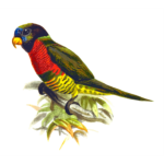 Coconut lorikeet