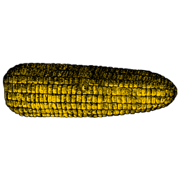 Corncob V