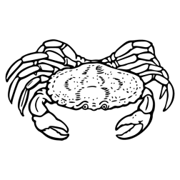 Crab II