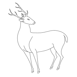 Deer 52