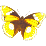Yellowish butterfly