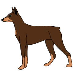 Dobermann