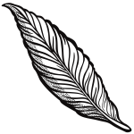 Outlined feather