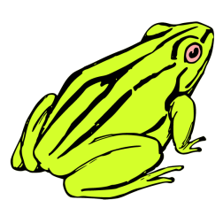 Frog VII