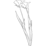 calochortus apiculatus