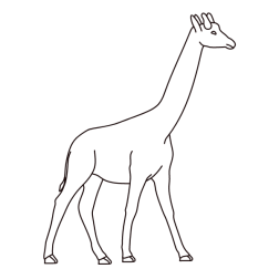 Giraffe 7