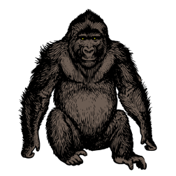 Gorilla III