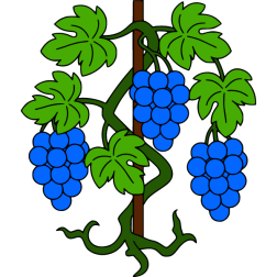 Grapes 27